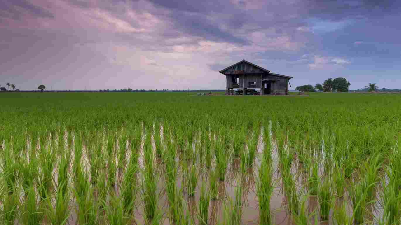 Government Introduces ‘Bharat Rice’ to Combat Food Inflation