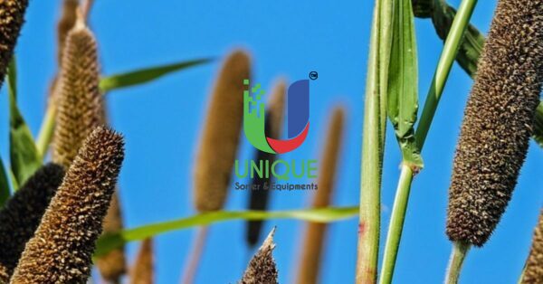 Millet Color Sorting Technology: Enhancing Quality and Efficiency in the Indian Food Industry