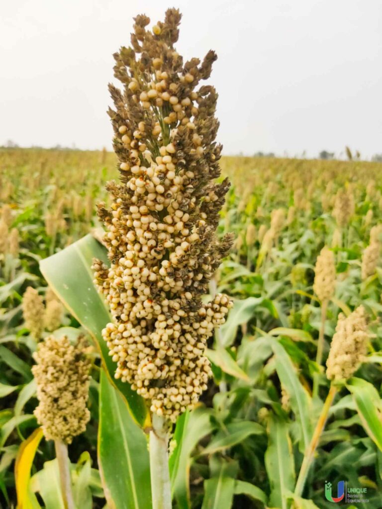 Millet