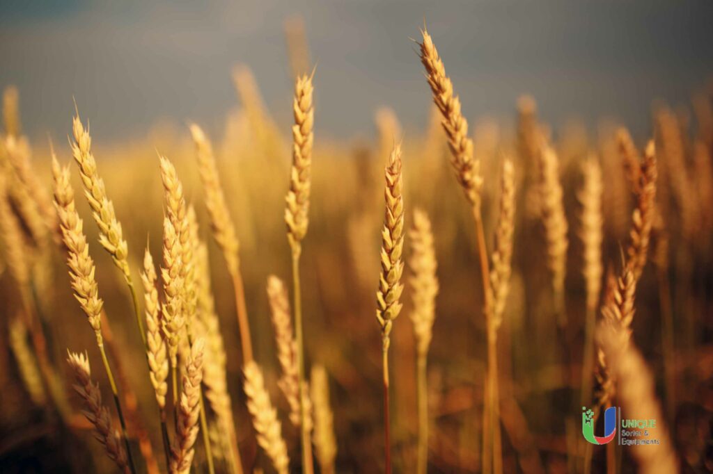 Wheat Sorting Machine